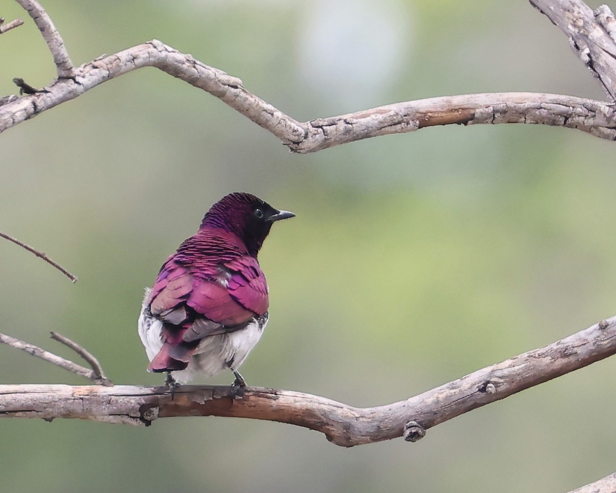 Violet-backed Starling - ML625998368