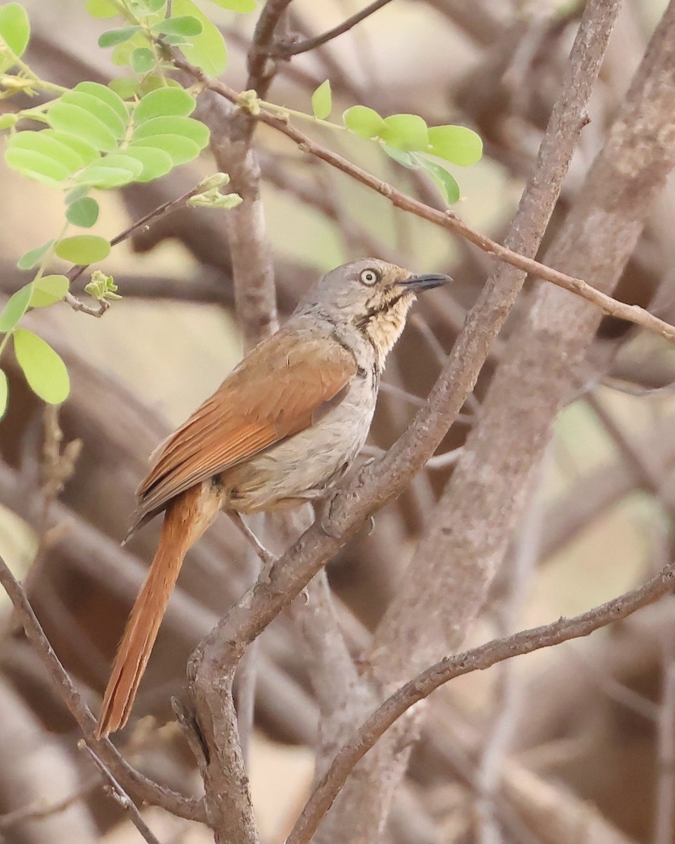 Collared Palm-Thrush - ML625998377