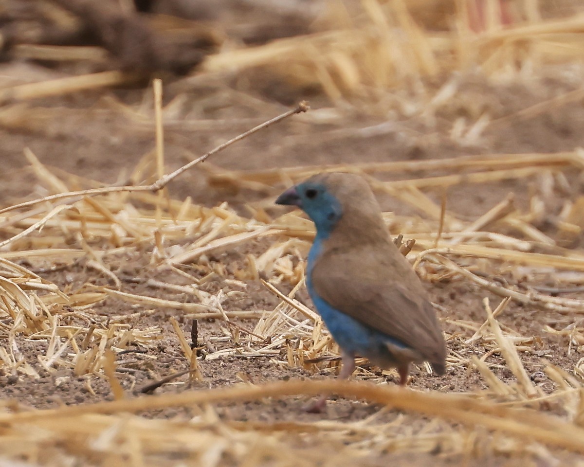 Southern Cordonbleu - ML625998420