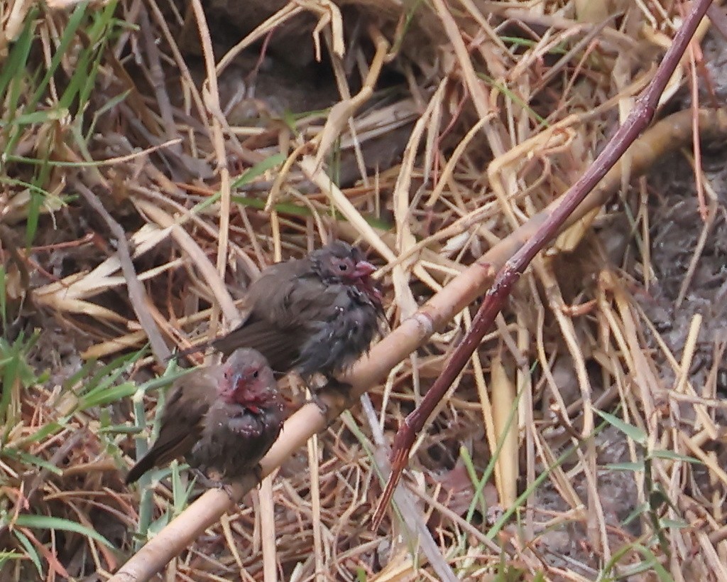 Red-billed Firefinch - ML625998429