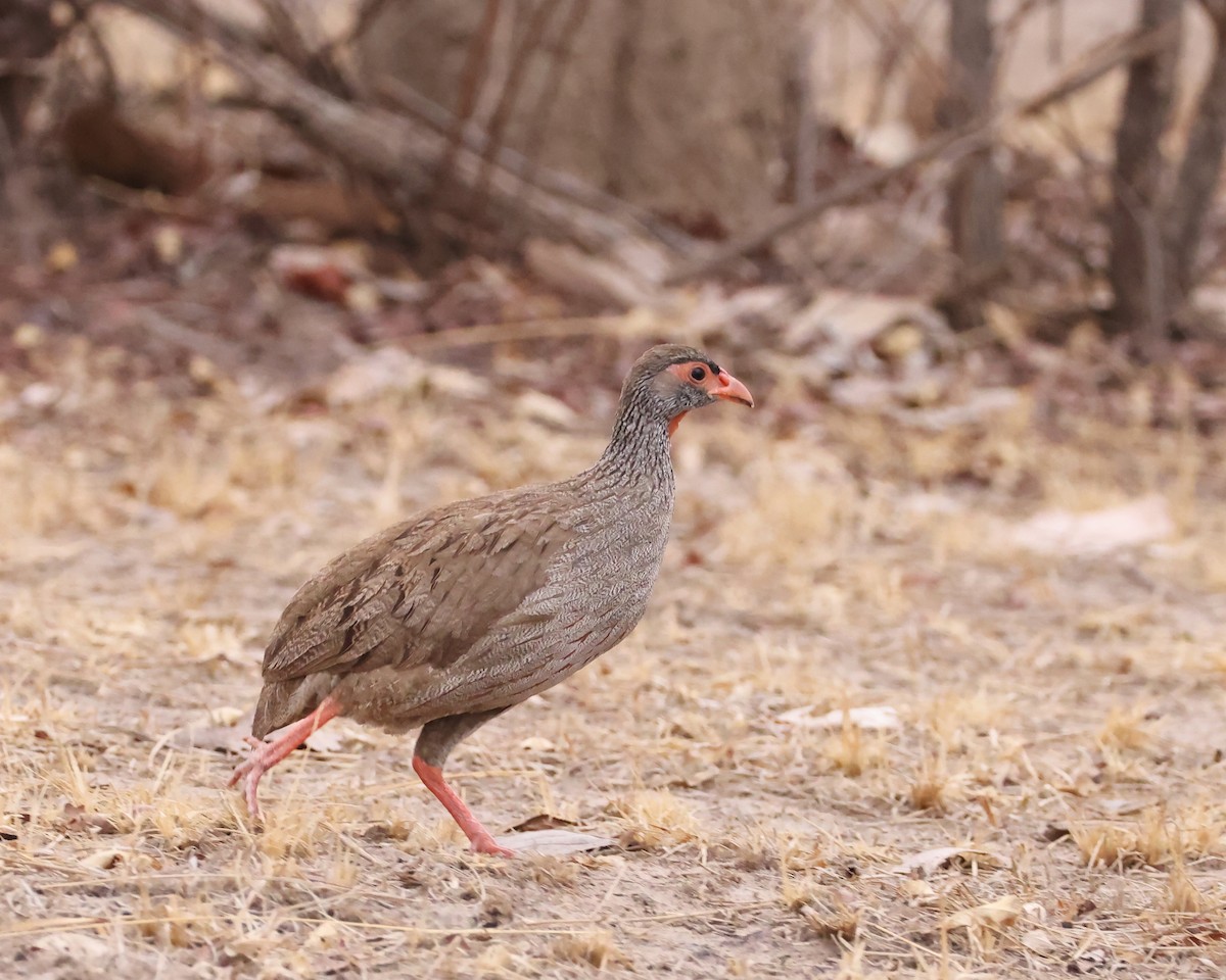 Red-necked Spurfowl - ML625998515