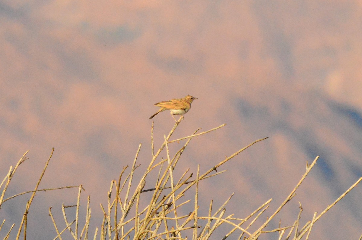 Fawn-colored Lark (Fawn-colored) - ML625998517