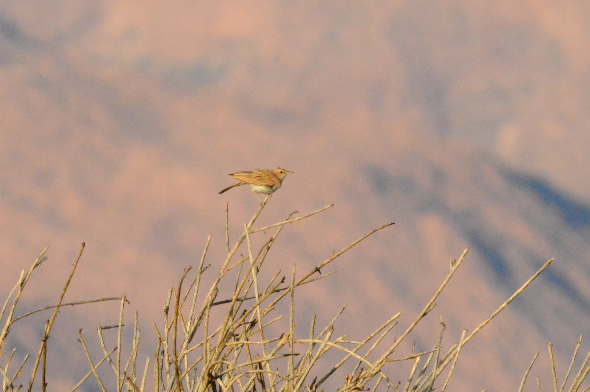 Fawn-colored Lark (Fawn-colored) - ML625998518