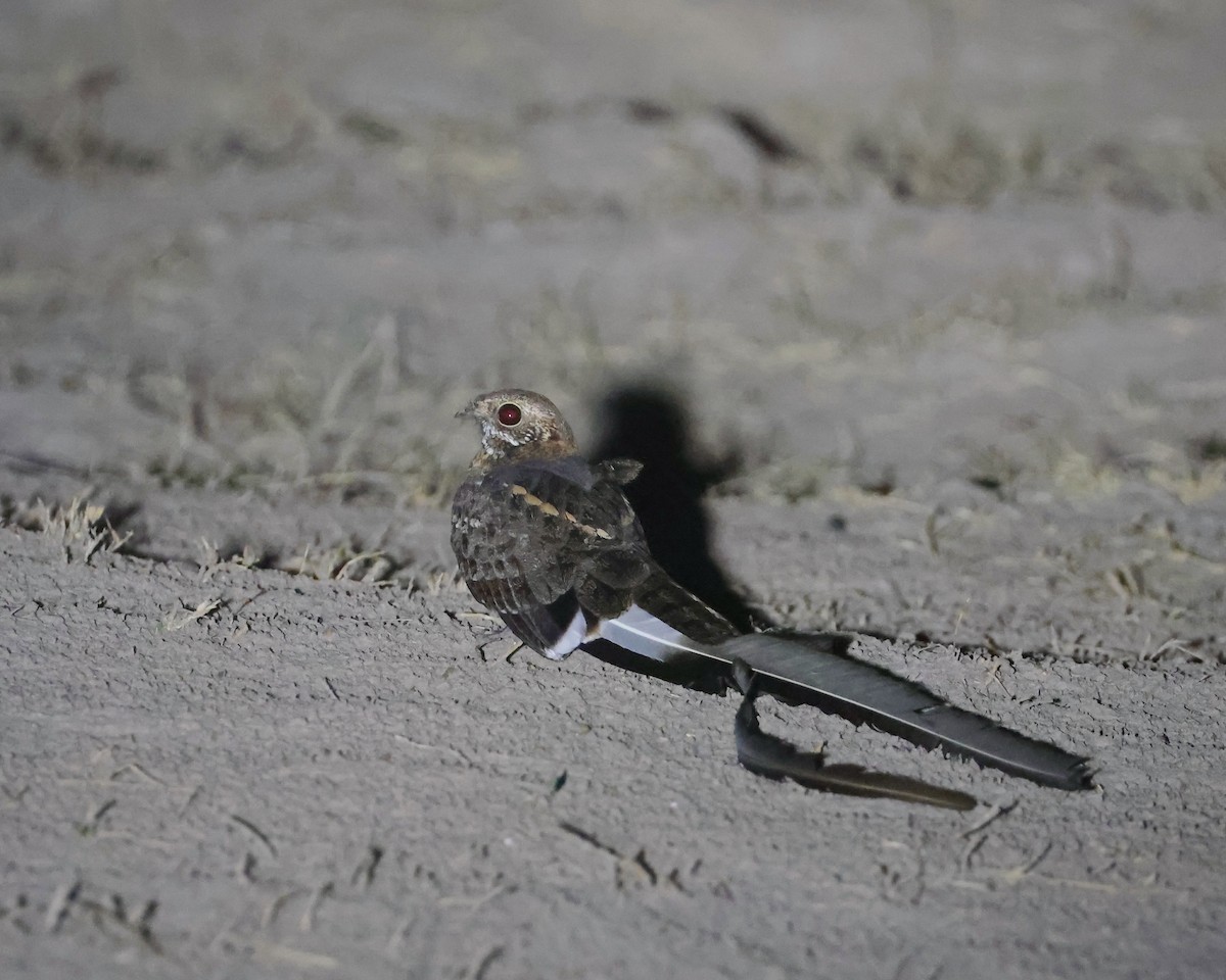 Pennant-winged Nightjar - ML625998525