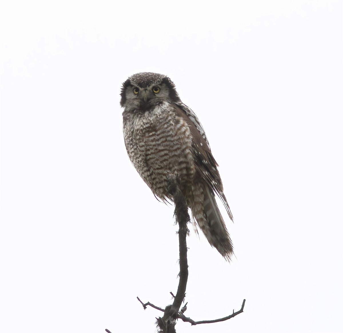 Northern Hawk Owl - ML625998698