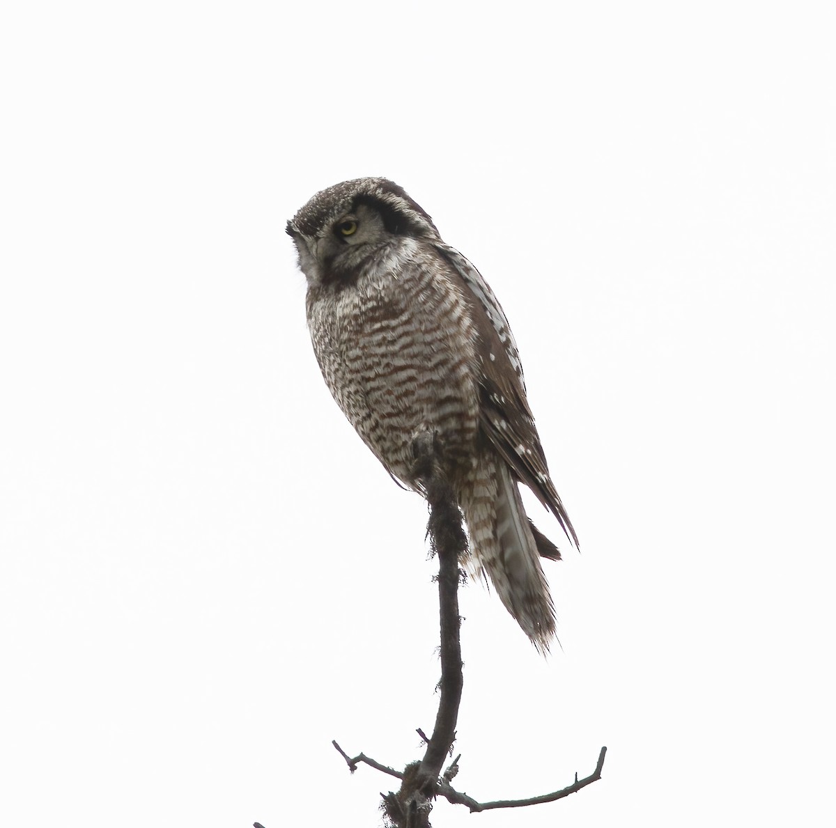 Northern Hawk Owl - ML625998699