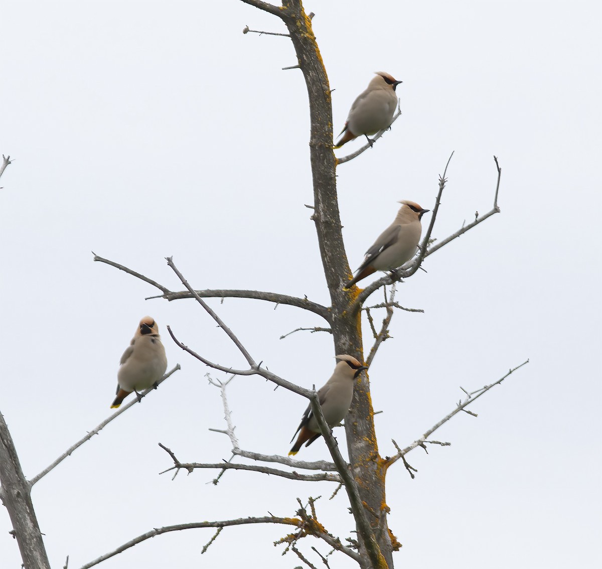 Bohemian Waxwing - ML625998706