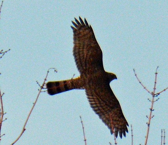 Cooper's Hawk - ML625998783