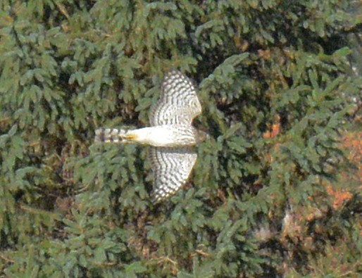 Cooper's Hawk - ML625998784