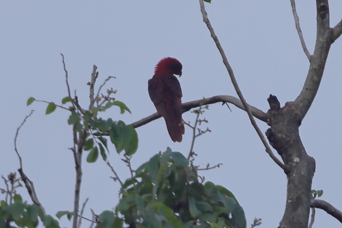Cardinal Lory - ML625998880