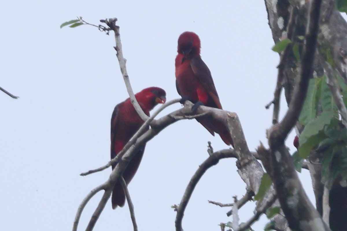 Cardinal Lory - ML625998882