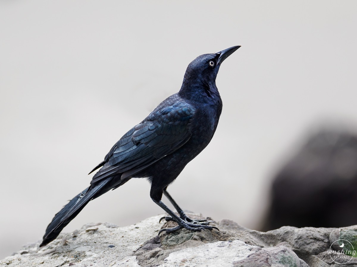 Great-tailed Grackle - ML625998889