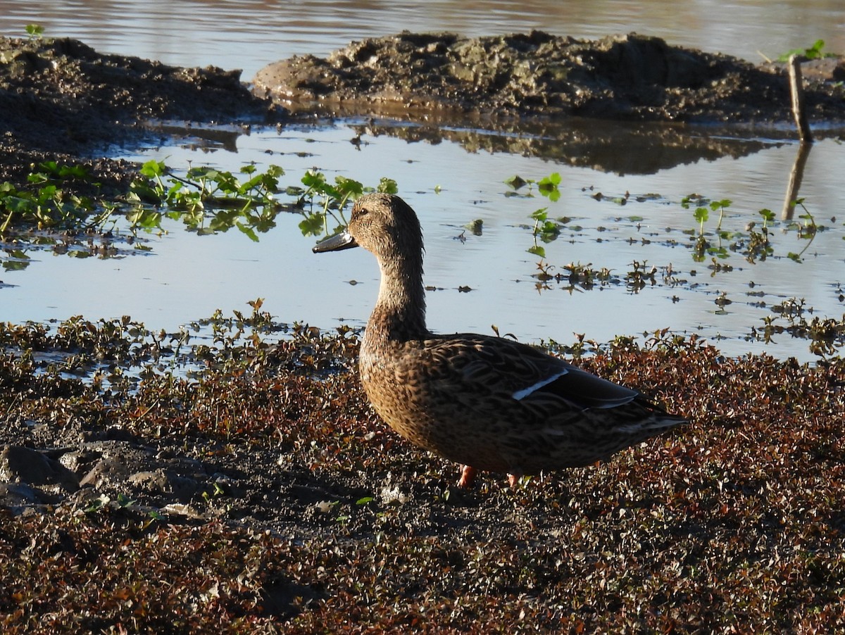 Mallard x American Black Duck (hybrid) - ML625998935