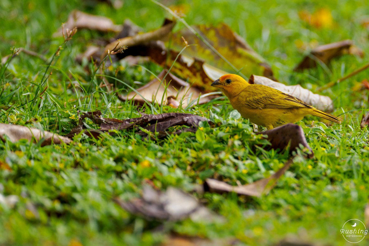 Saffron Finch - ML625999030