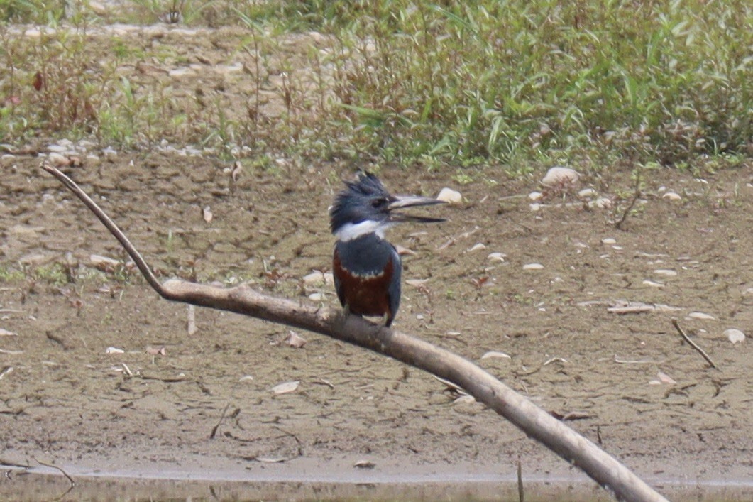 Ringed Kingfisher - ML625999086