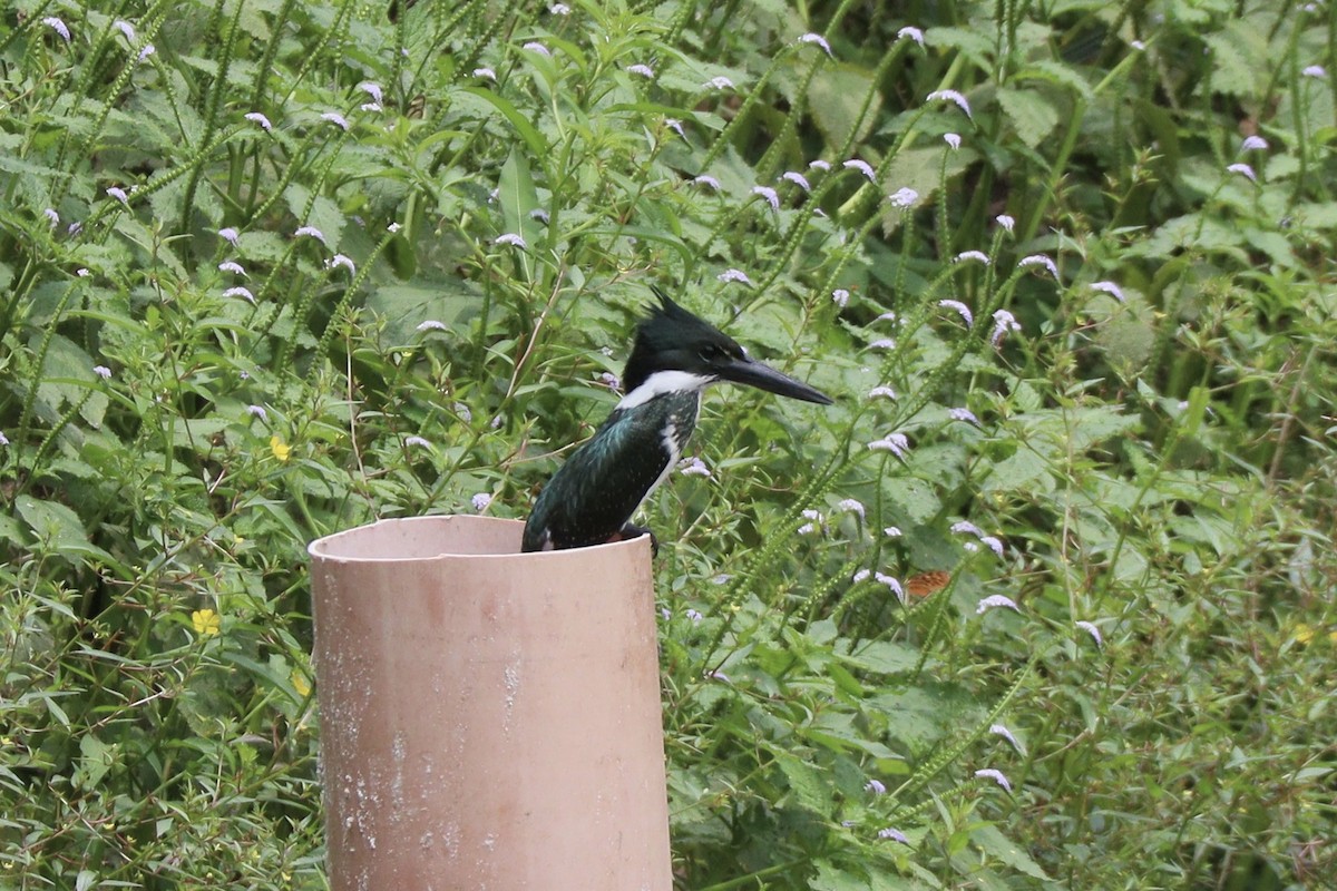 Amazon Kingfisher - ML625999122