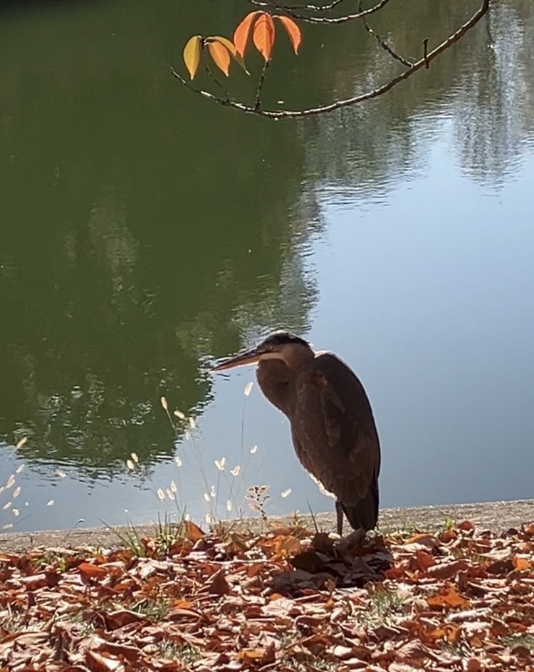 Great Blue Heron - ML625999302