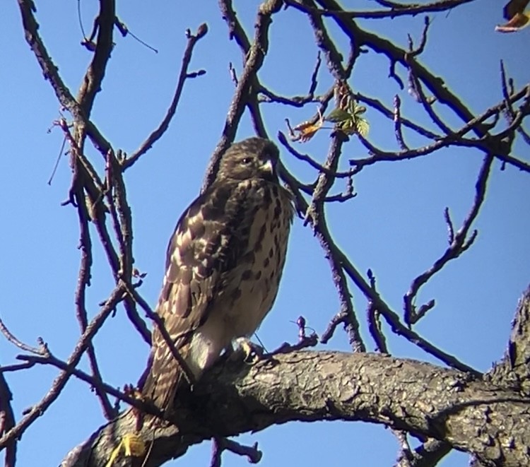 Red-shouldered Hawk - ML625999331