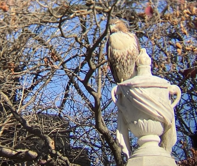 Red-tailed Hawk - ML625999360