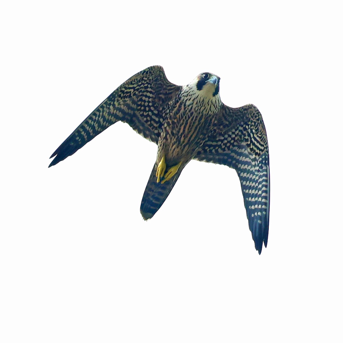 Peregrine Falcon - ML625999364