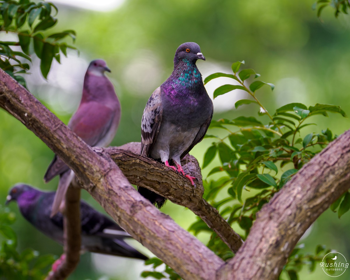 Rock Pigeon (Feral Pigeon) - ML625999375