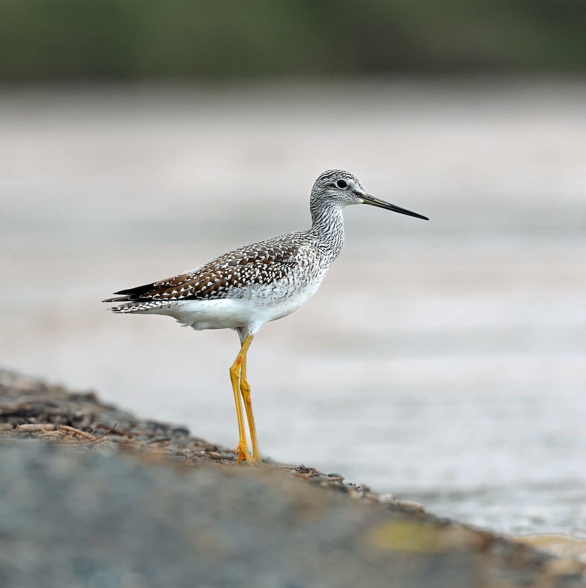 Greater Yellowlegs - ML625999381