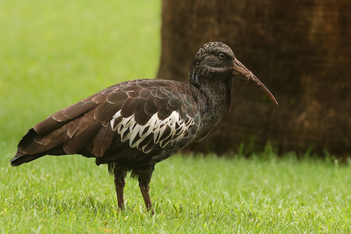 Wattled Ibis - ML625999405