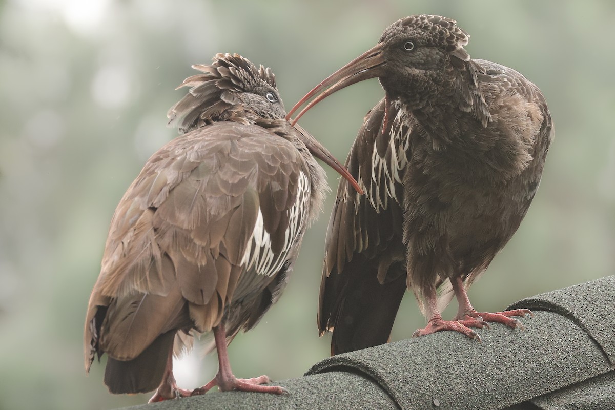 Wattled Ibis - ML625999406