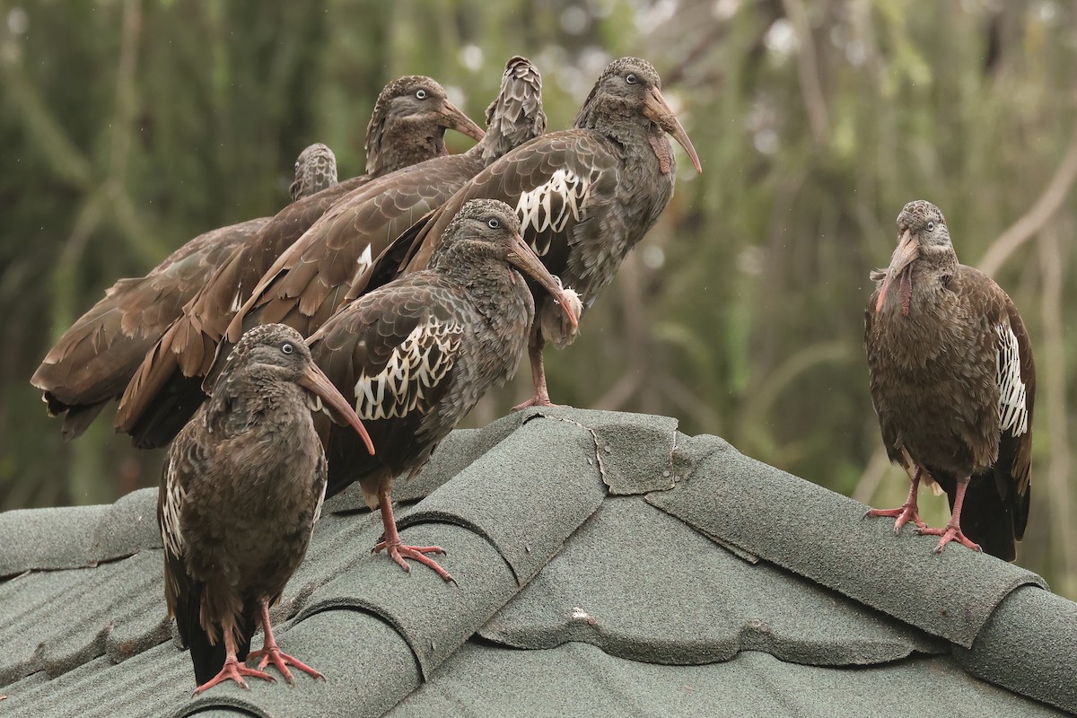 Wattled Ibis - ML625999407