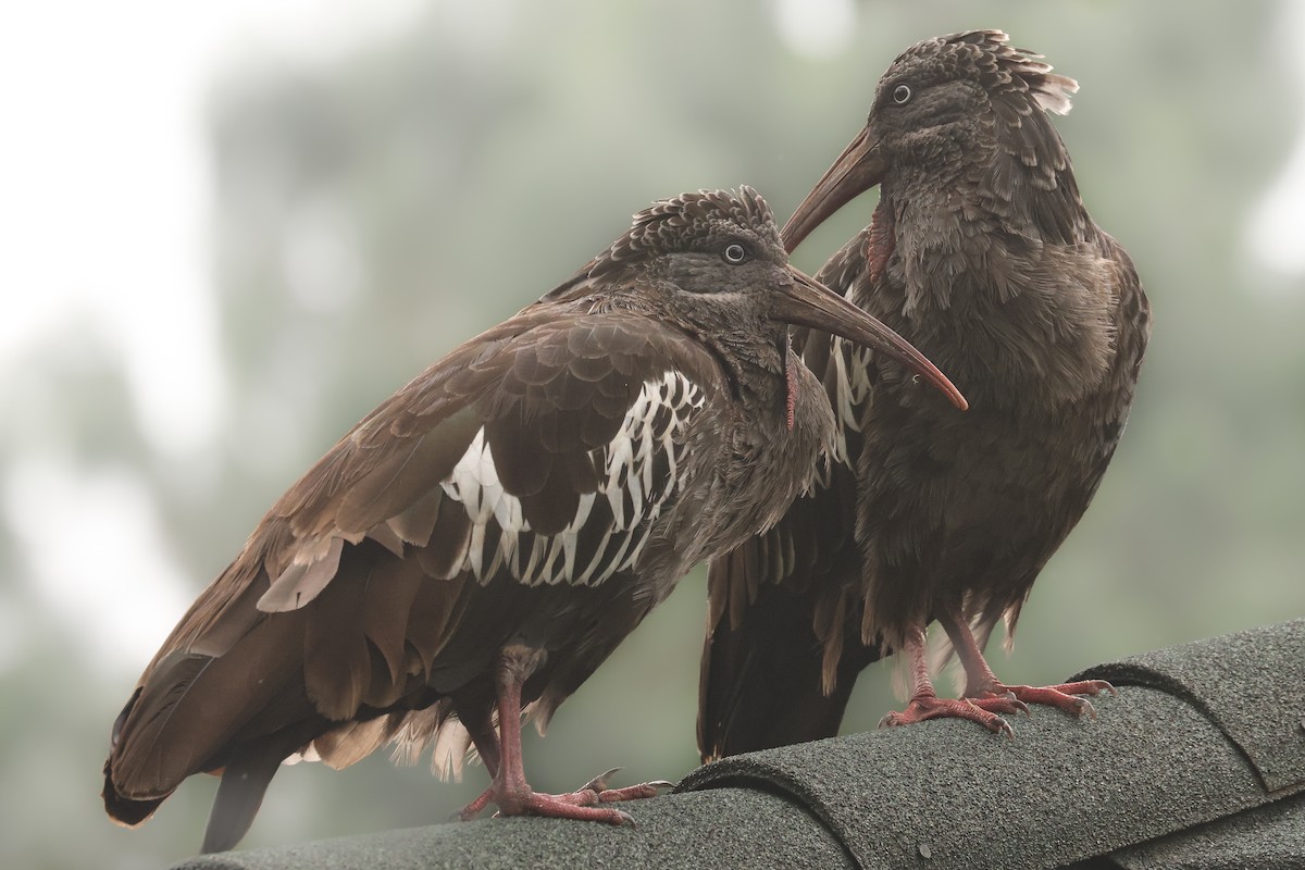 Wattled Ibis - ML625999408