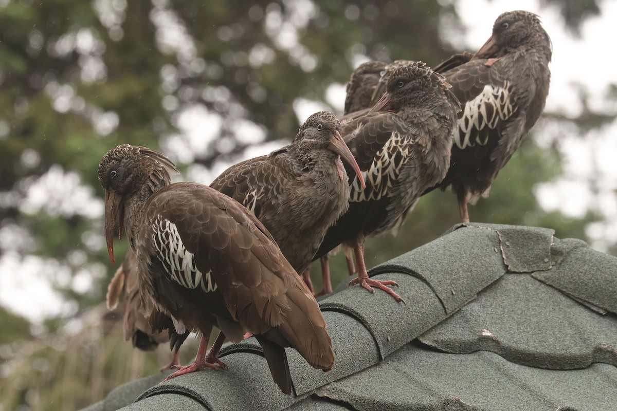 Wattled Ibis - ML625999409