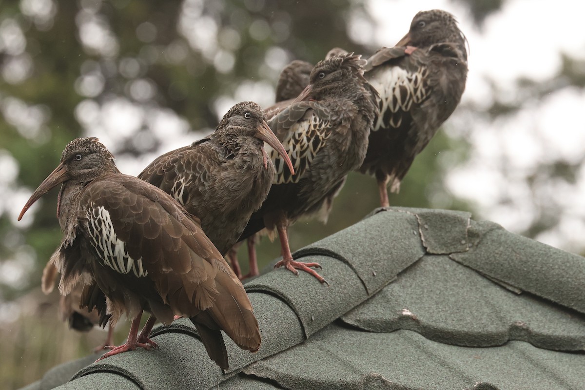 Wattled Ibis - ML625999410