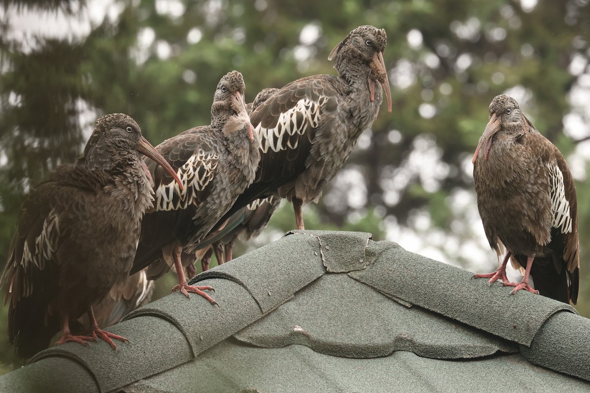 Wattled Ibis - ML625999411