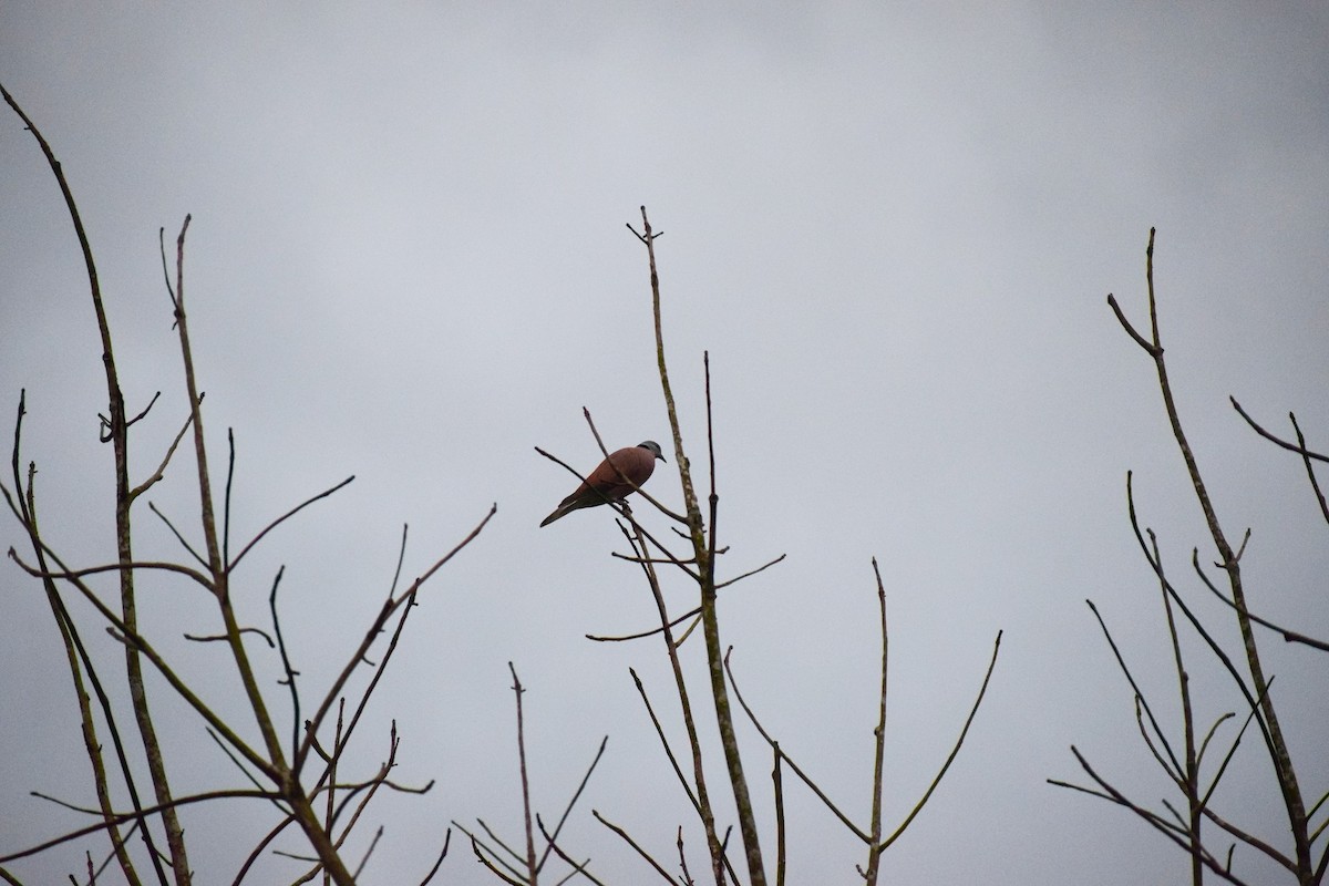 Red Collared-Dove - ML625999632