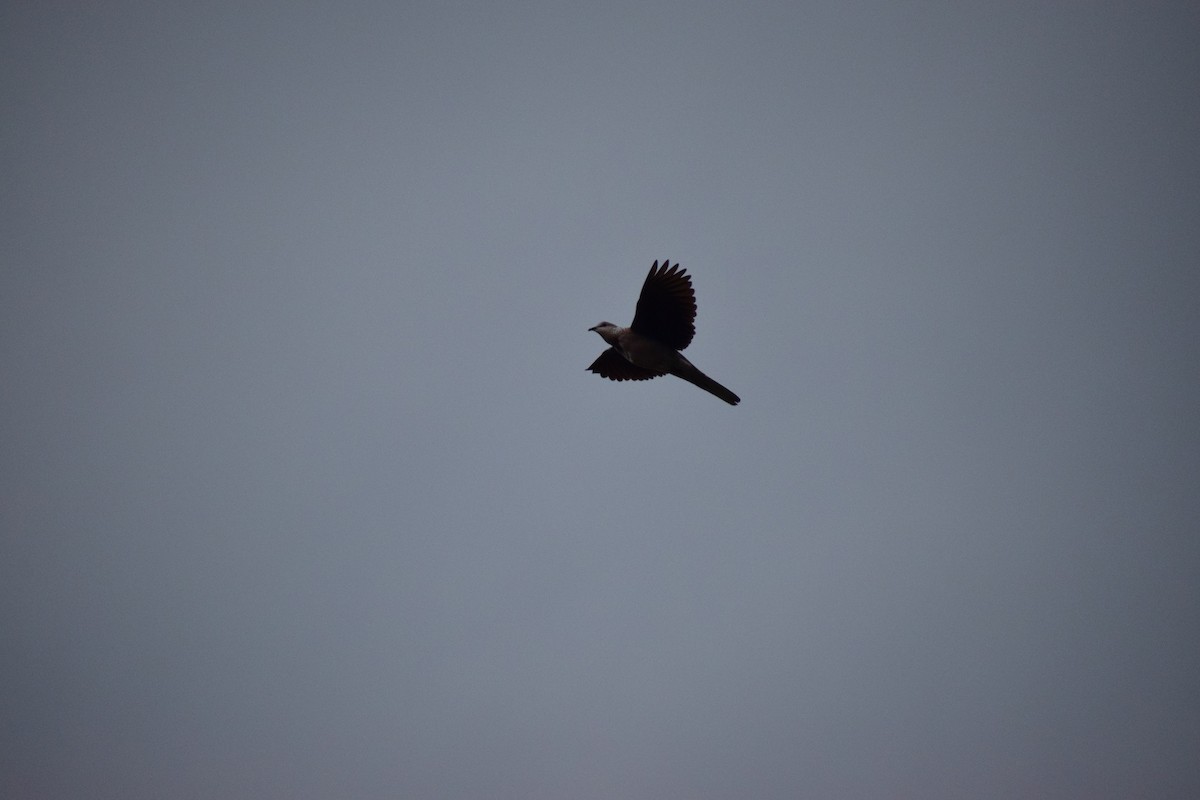 Spotted Dove - ML625999634