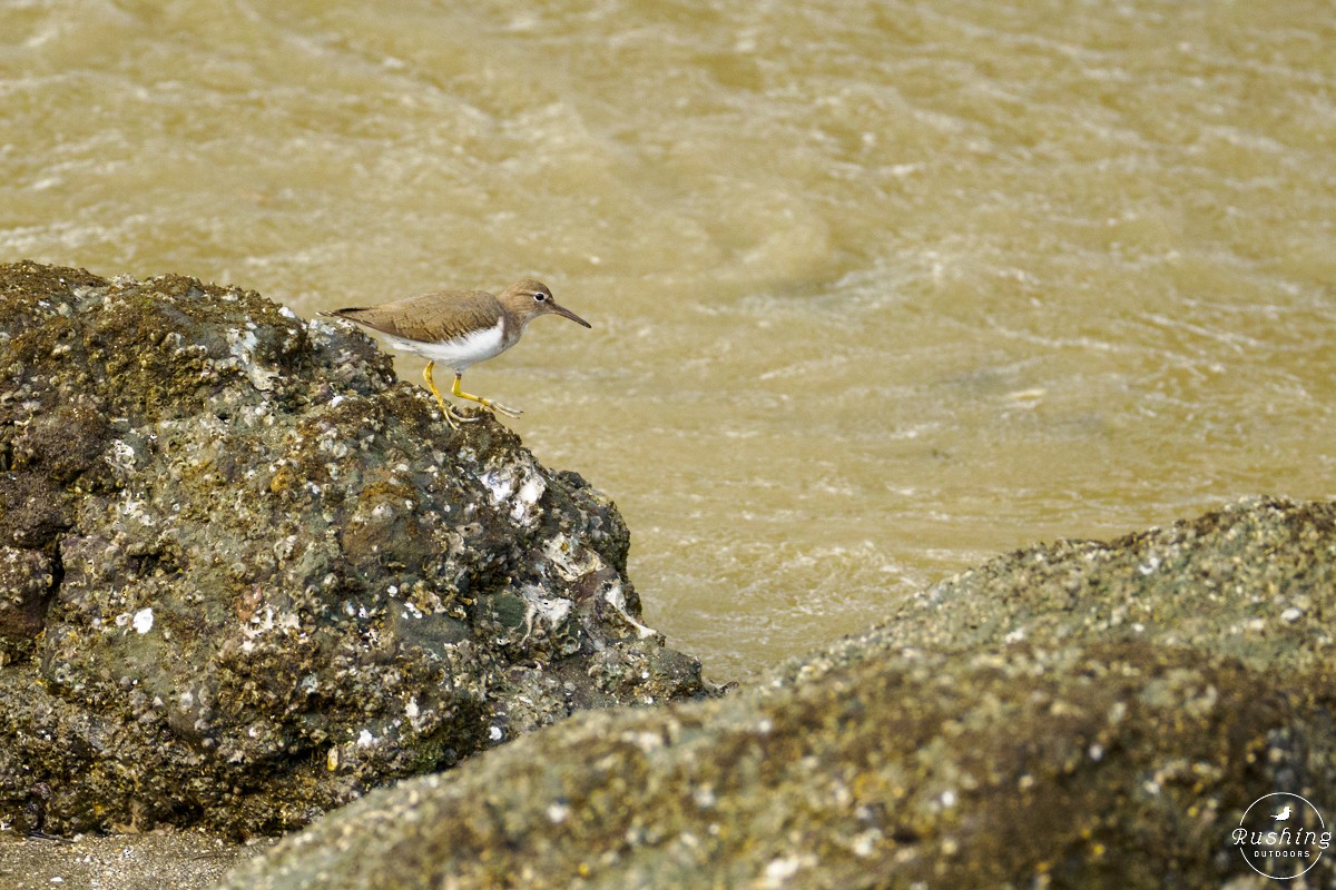 Spotted Sandpiper - ML625999690