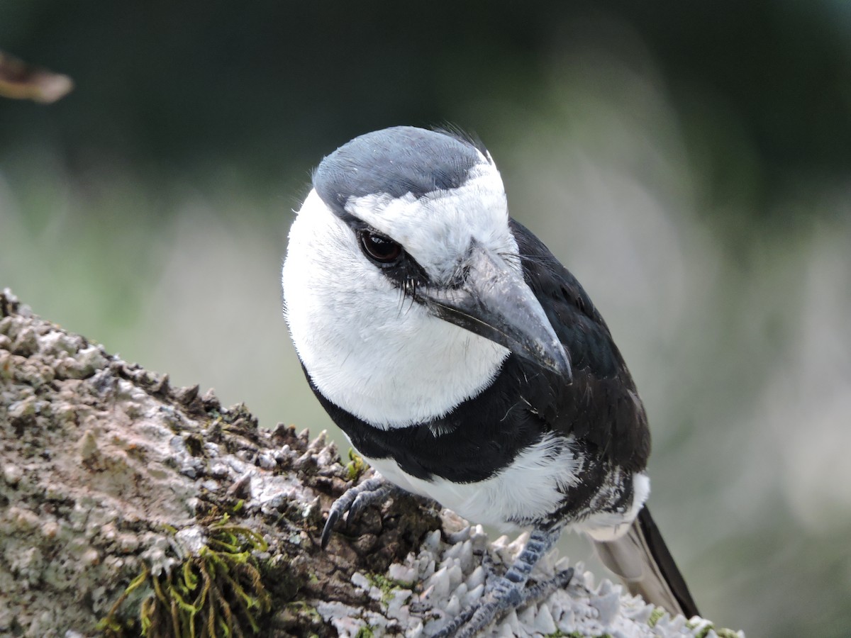 Weißnacken-Faulvogel - ML62599981