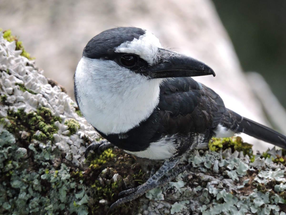 Weißnacken-Faulvogel - ML62599991