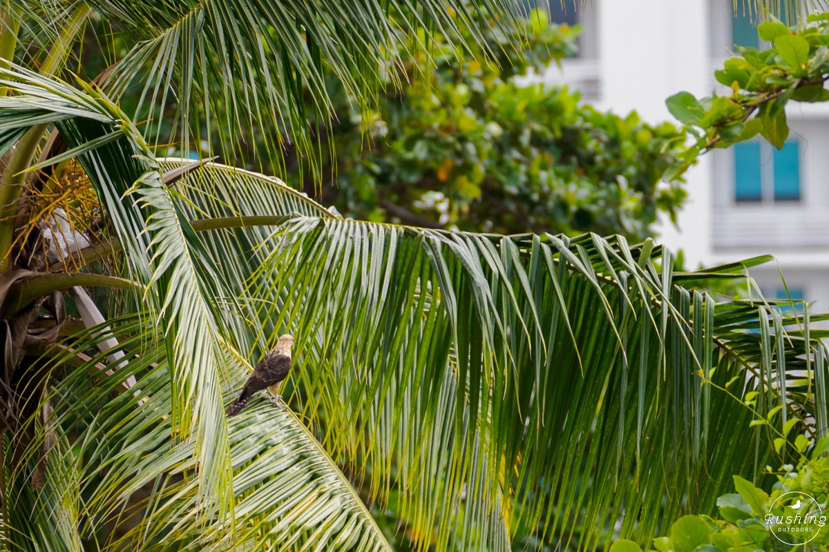 Yellow-headed Caracara - ML625999919