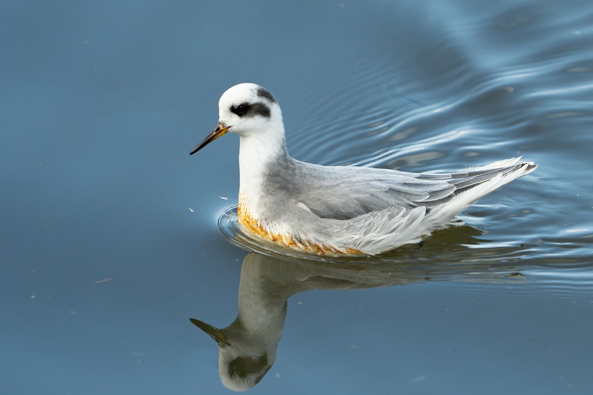 Red Phalarope - ML625999927