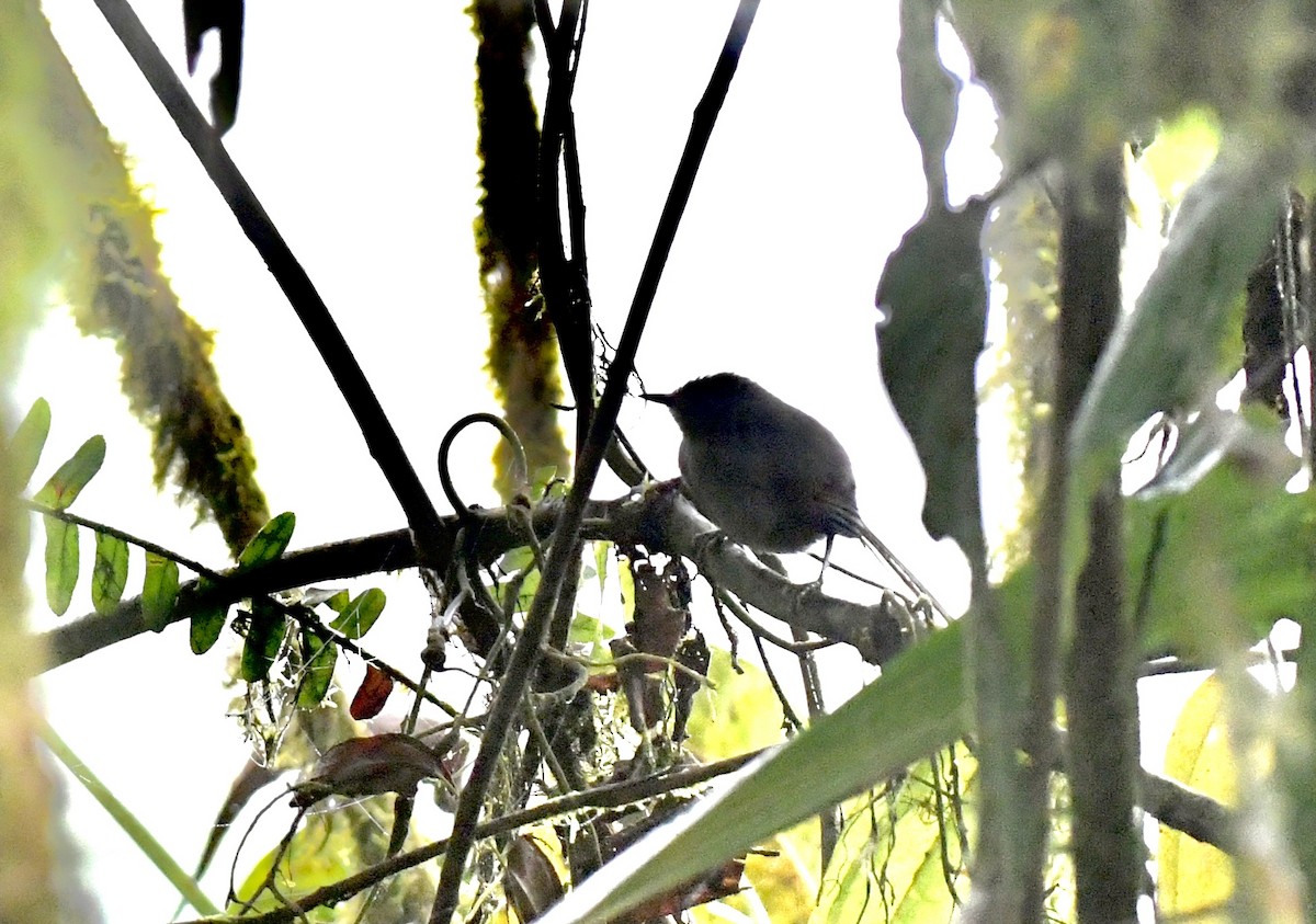 Slaty Spinetail - ML626000106