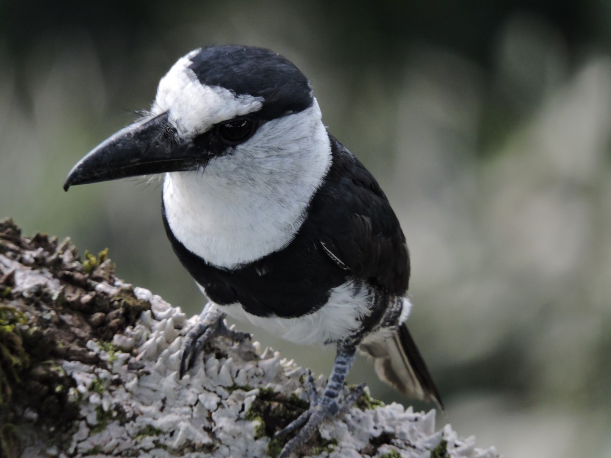 White-necked Puffbird - ML62600011