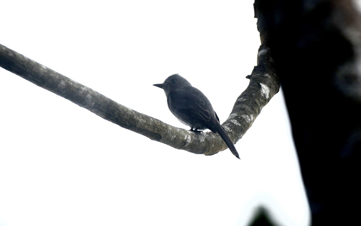 Smoke-colored Pewee - ML626000116