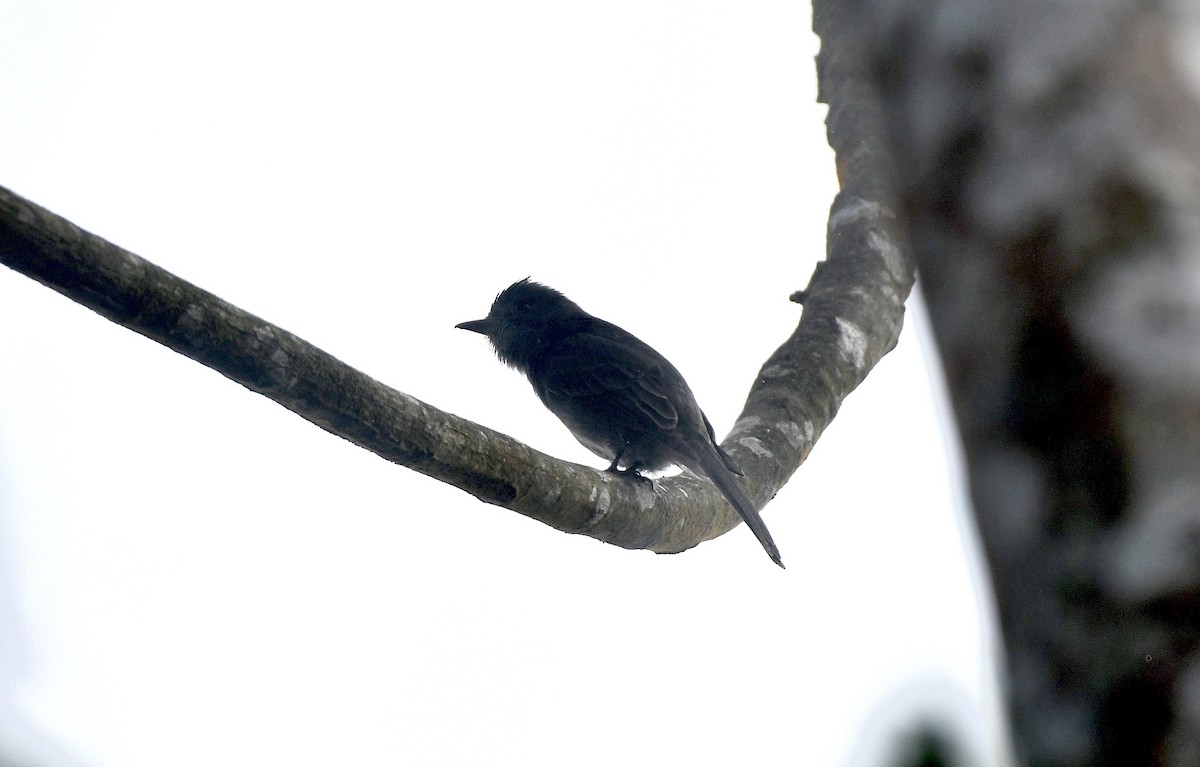 Smoke-colored Pewee - ML626000117