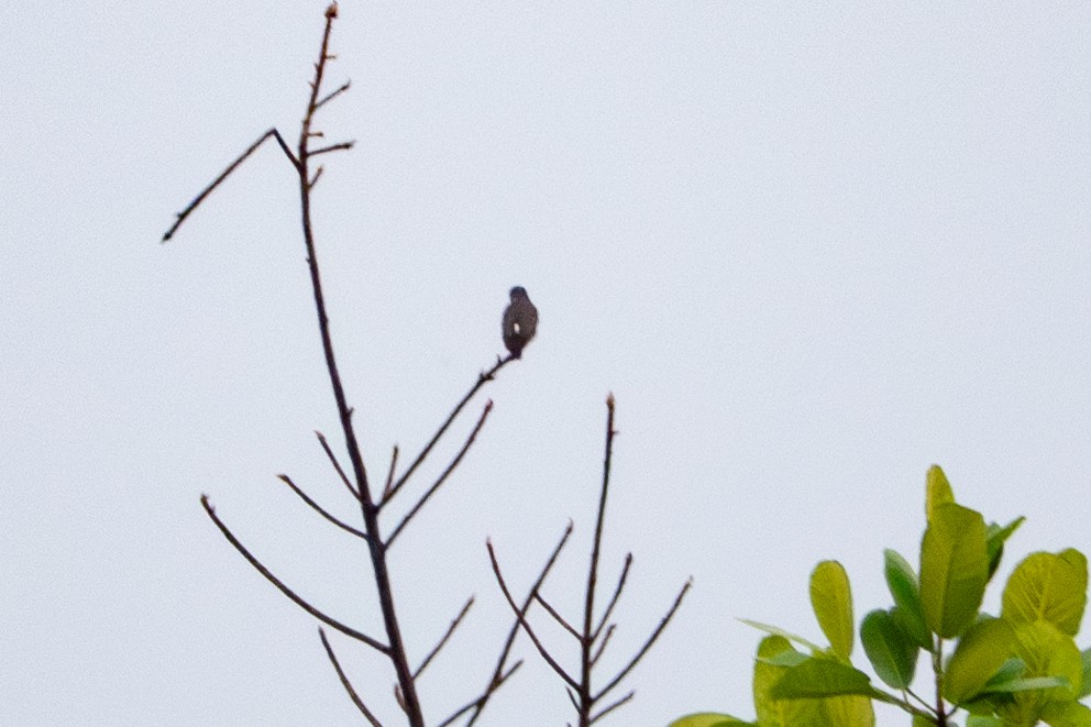 White-browed Purpletuft - ML626000119