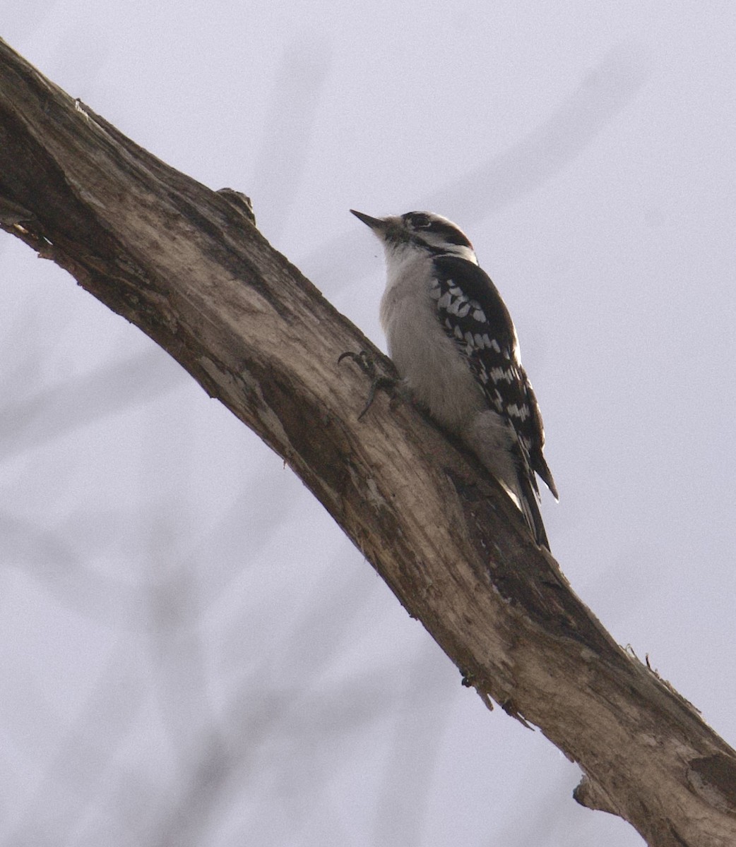 Downy Woodpecker - ML626000178