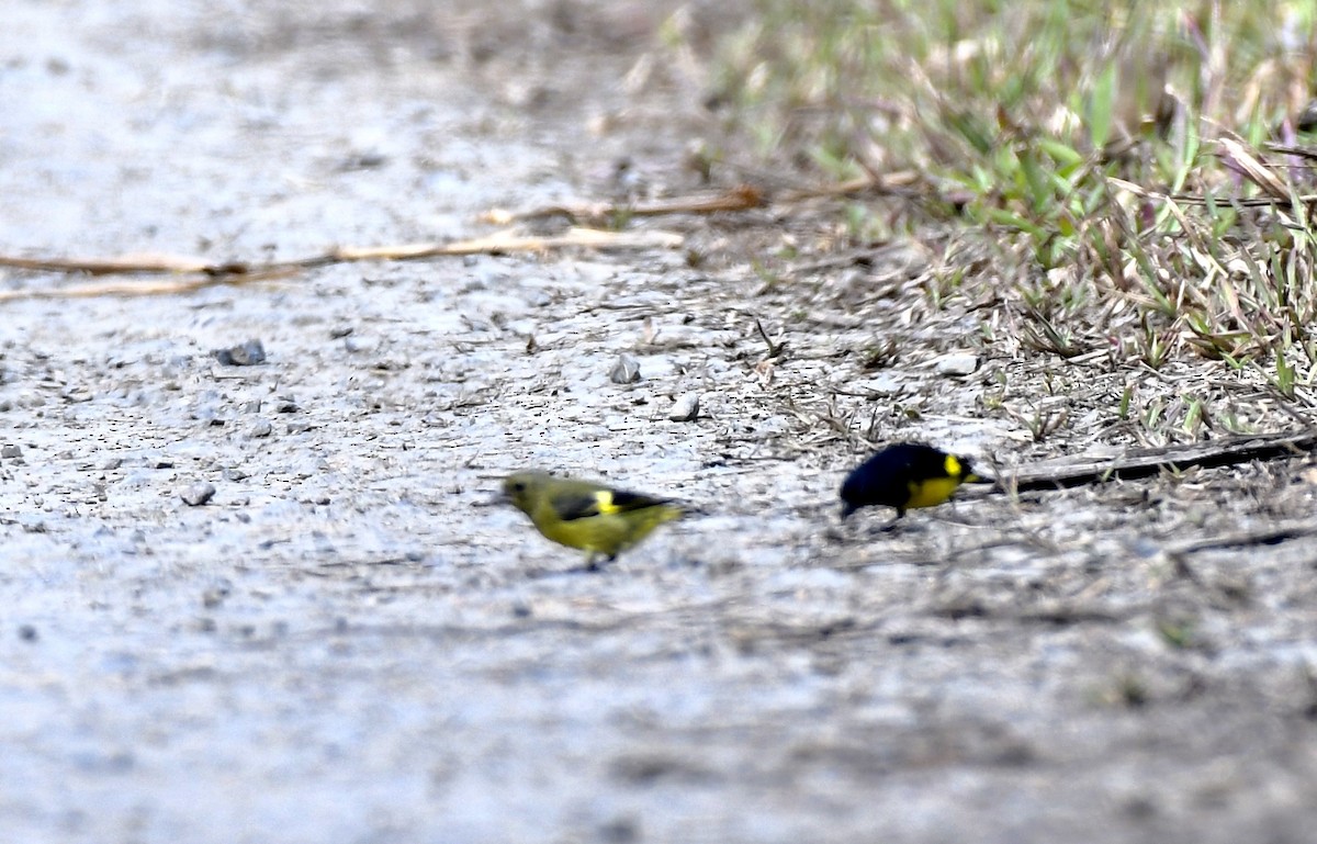 Yellow-bellied Siskin - ML626000192