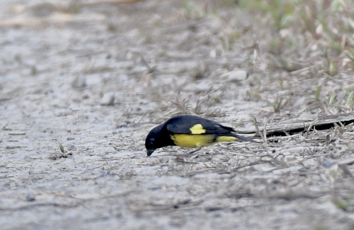 Yellow-bellied Siskin - ML626000193