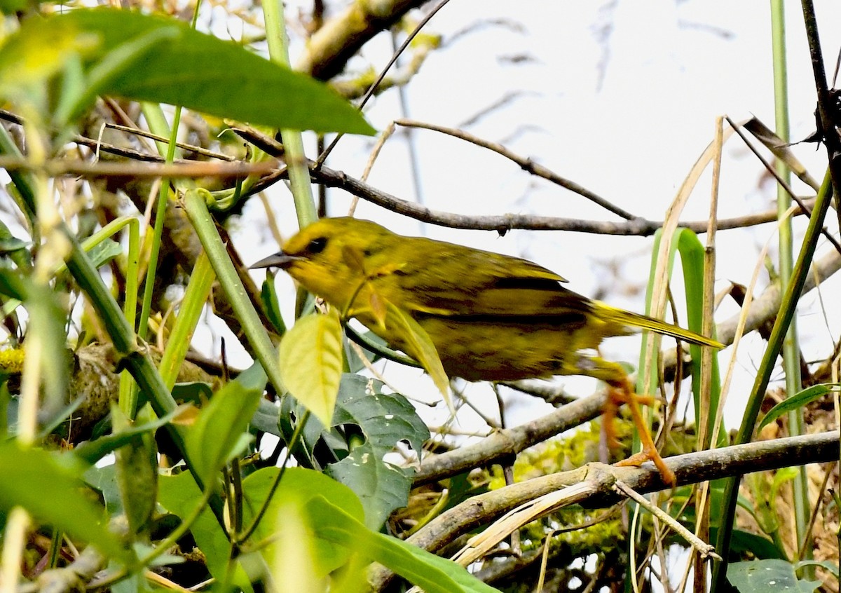 Olive-crowned Yellowthroat - ML626000208