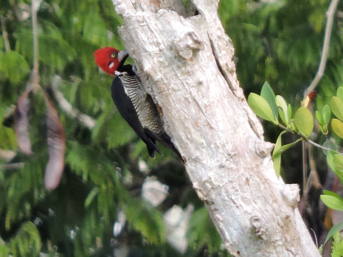 Crimson-crested Woodpecker - ML62600021